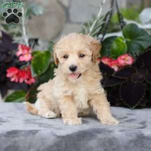 Cooper, Bich-Poo Puppy